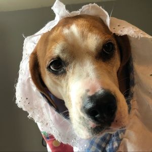 Meet your Posher, Chris